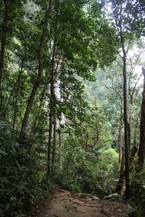 Kawasan Hutan Lembah harau Sumatera Barat